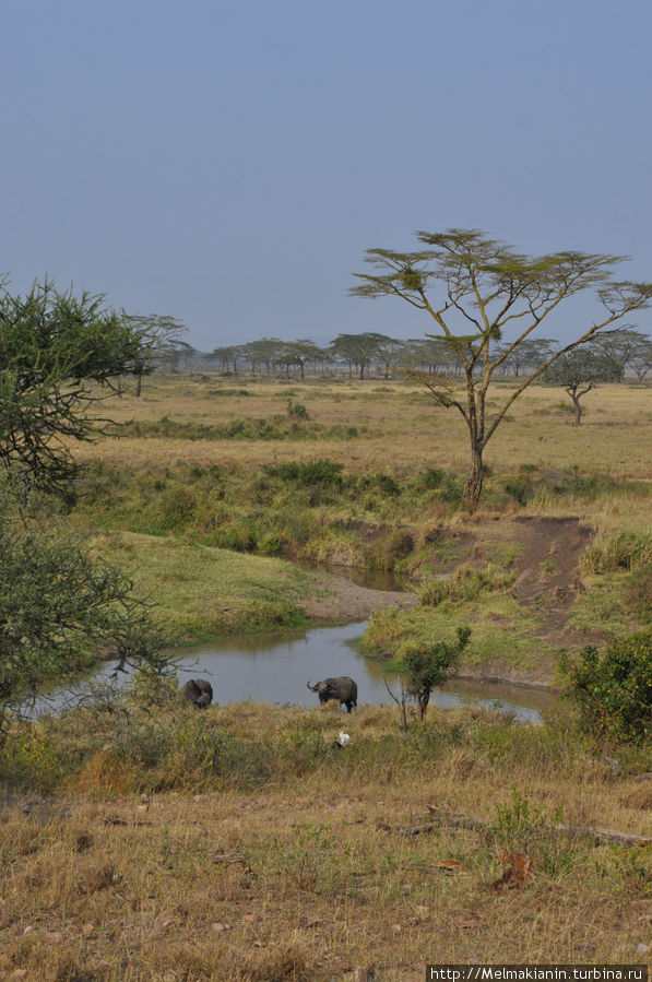 Серенгети Сопа Лодж Серенгети Национальный Парк, Танзания