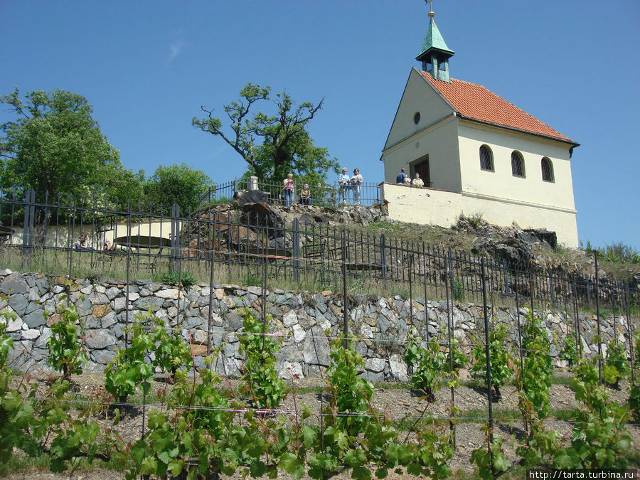 Среди сортовых виноградных лоз Прага, Чехия