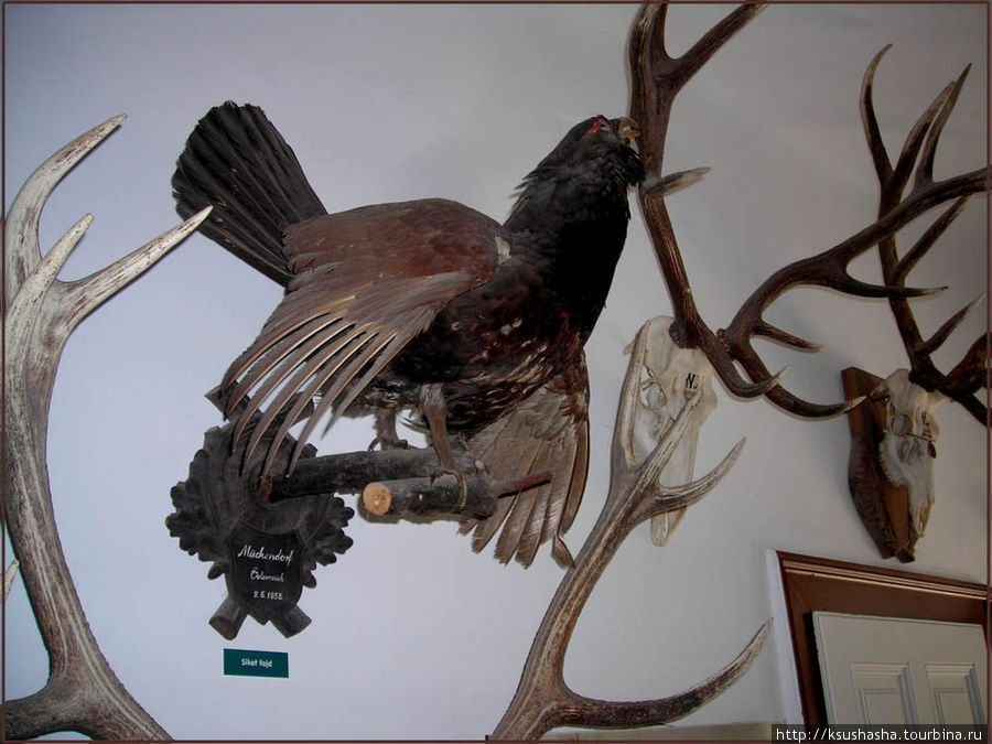 Музей Африки- трофеи заядлого охотника Балатонэдерич, Венгрия