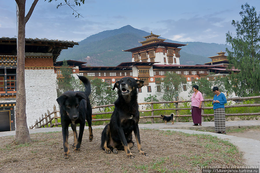 Беззаботные четвероногие Бутан