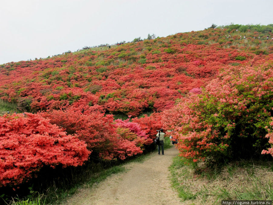 Миллион, миллион, миллион алых… азалий! Гора Катцураги Госэ, Япония