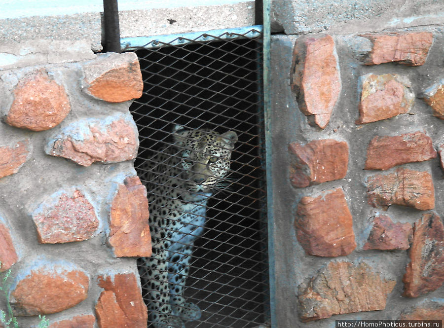 Леопард Солитейр, Намибия
