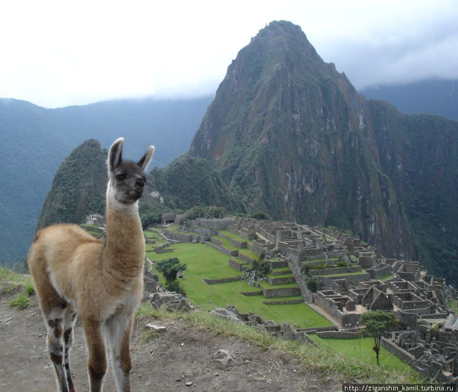 Глава 8. Мачу-Пикчу Мачу-Пикчу, Перу