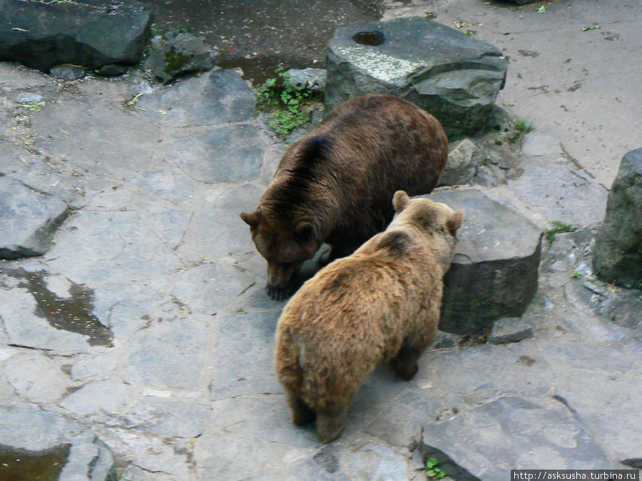 Медведи, живущие во рву возле замка стали любимцами местных жителей. Чешский Крумлов, Чехия