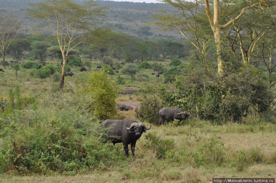 Серенгети Сопа Лодж Серенгети Национальный Парк, Танзания