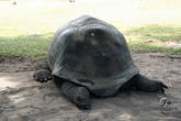 А эта черепаха устала. Выпуклые пластины панциря говорят, что это — самец. А металлическая метка — что он привезен с атолла Альдабра.