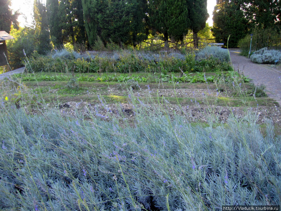 Это огород с лекарственными травами Валеджо-суль-Минчо, Италия