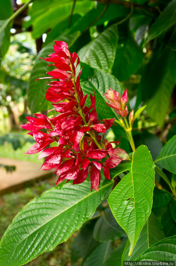 А это — цветки банана Тринидад, Куба