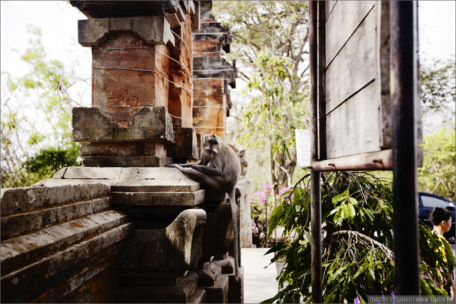Храм на скале и его мохнатые обитатели Улувату, Индонезия