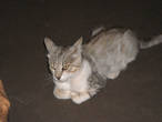 А это кот, который живёт Ухе Дионисия.