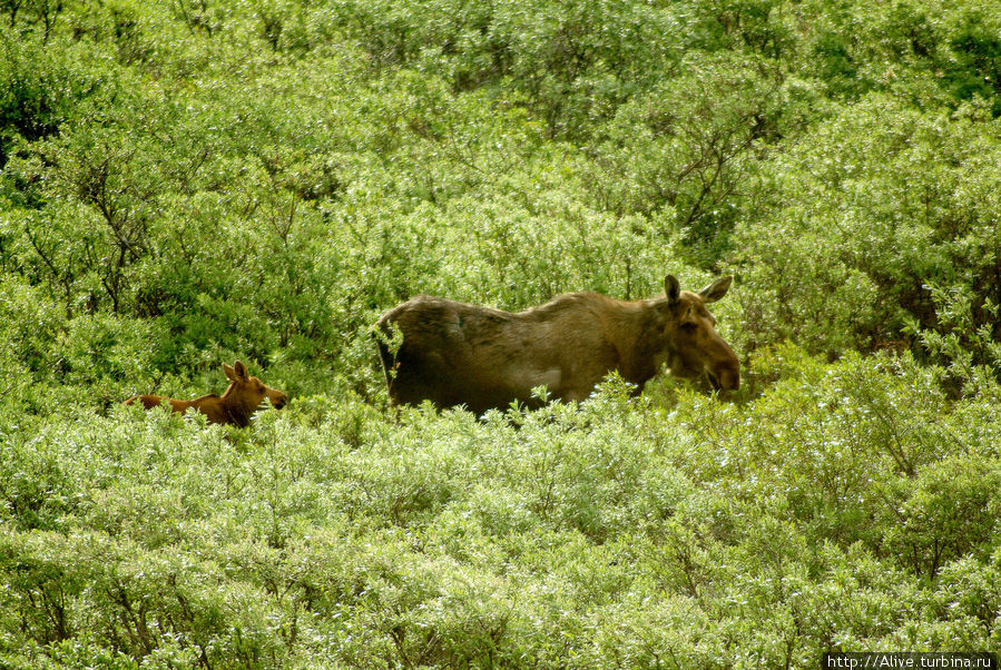 Лосиха была настороже: рогов нет, малыш далеко и быстро бежать не может, вот и прятала его в зарослях Национальный парк Денали, CША
