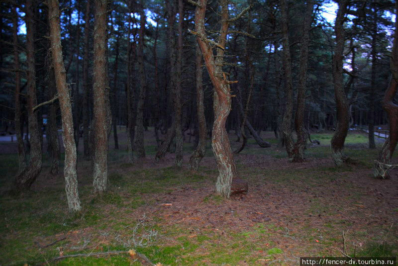 По сумрачному танцующему лесу Куршская Коса Национальный Парк, Россия