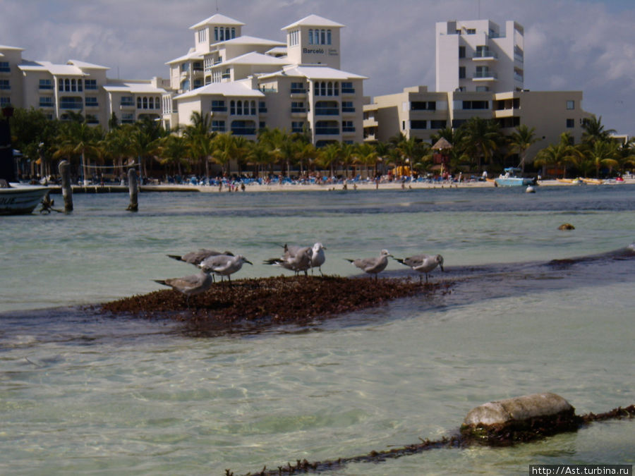 И чайки в полный рост. Канкун, Мексика