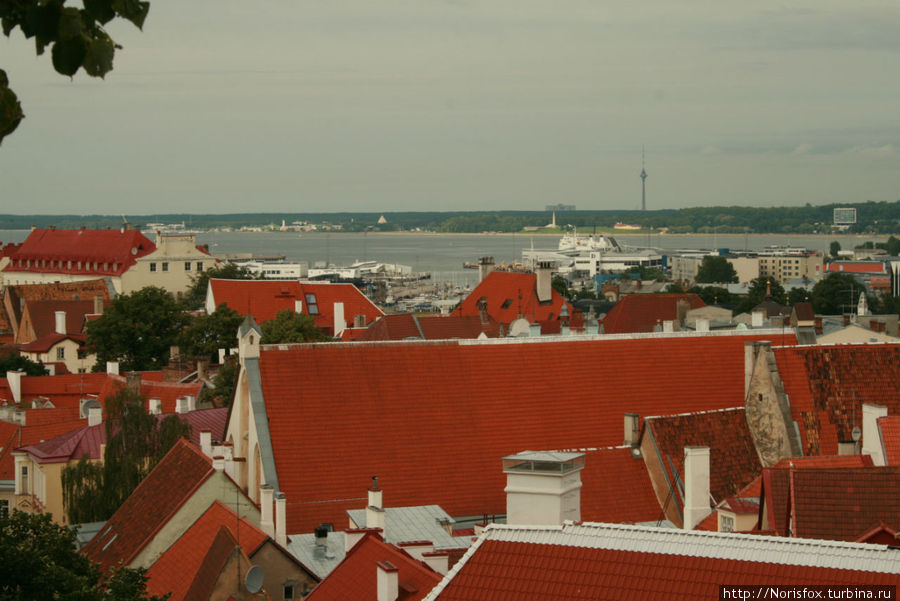 Крыши Таллина Таллин, Эстония