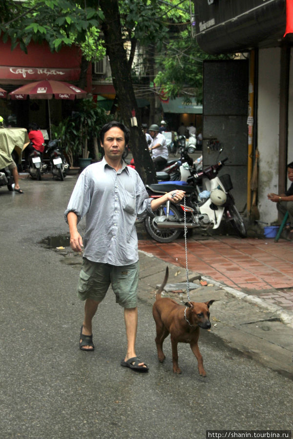 На прогулку с собакой Ханой, Вьетнам
