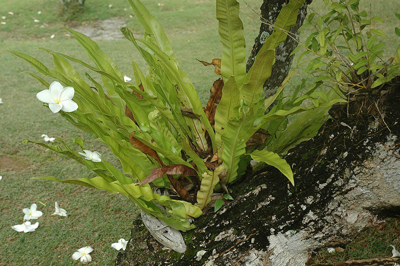Орхидеи с цветком магнолии на них Остров Маэ, Сейшельские острова