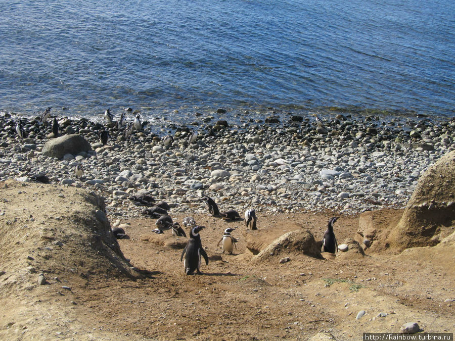 А вот так они ходят на лов  ежедневного пропитания Остров Магдалена, Чили