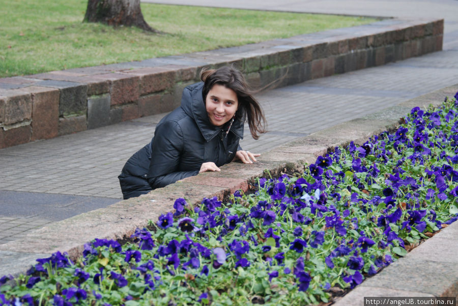 4 января 2012 года, Вильнюс, на улице цветут анютины глазки. Литва