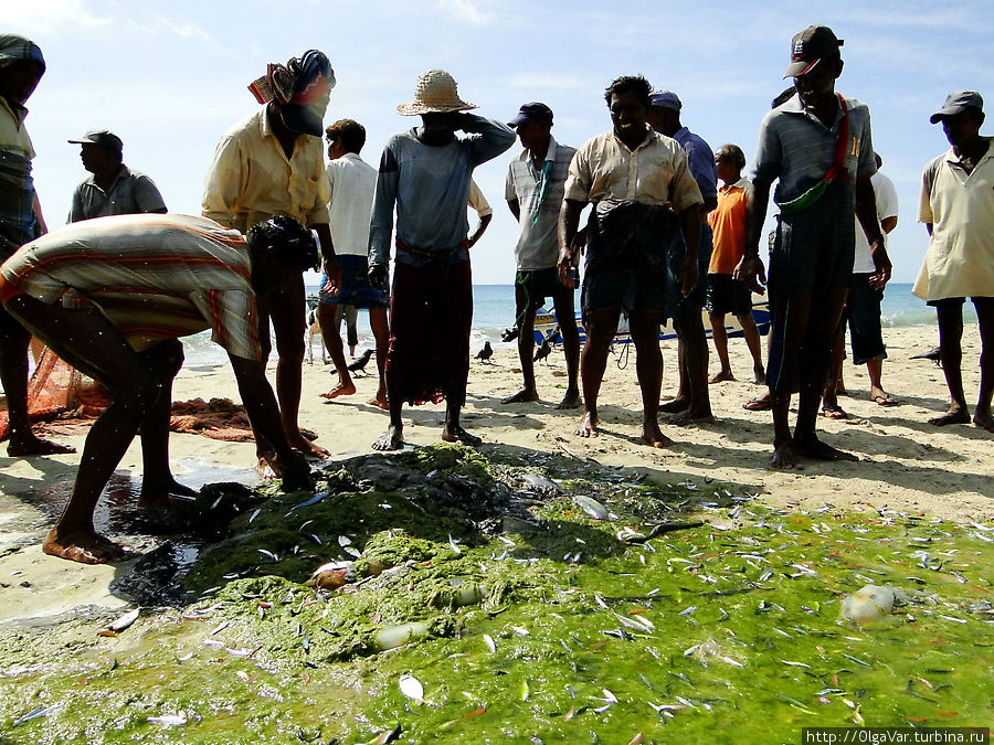 Рыбаки и их добыча Тринкомали, Шри-Ланка