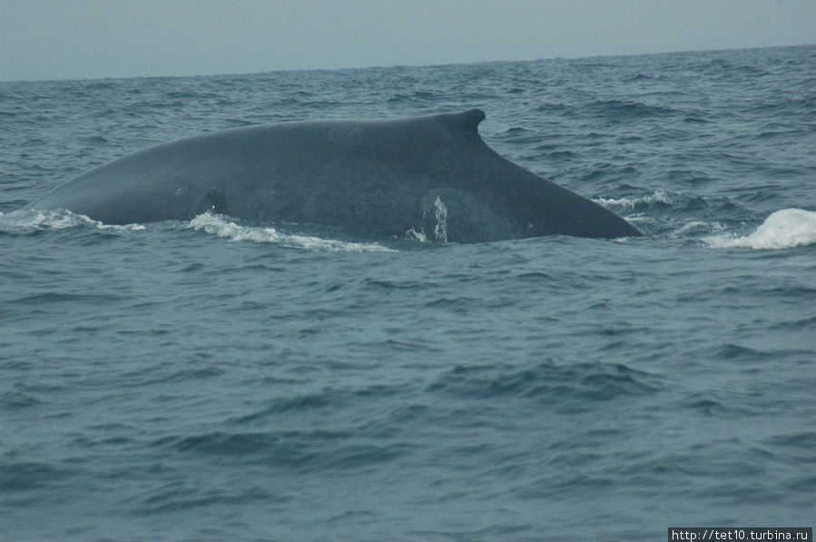 кит-3 Матара, Шри-Ланка кит-3 Матара, Шри-Ланка