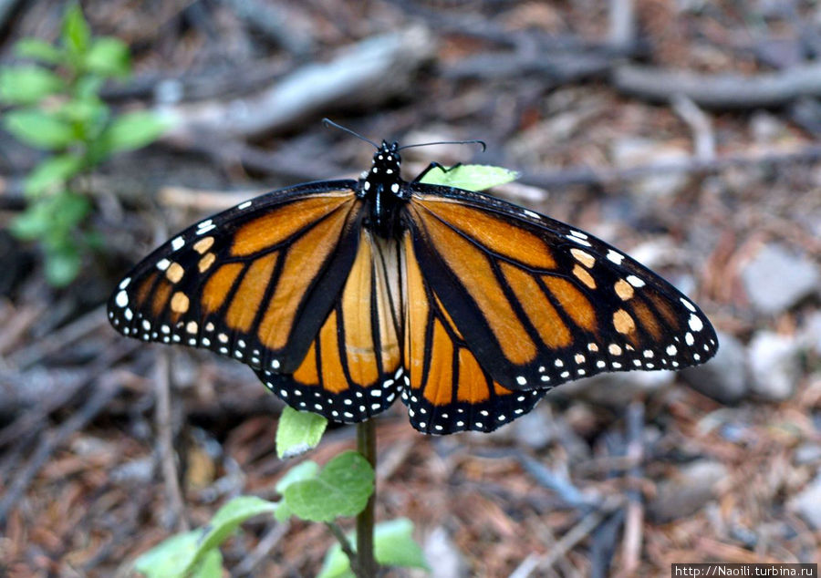 Королевская Бабочка — долгожитель и путешественник Биосферный заповедник бабочки Монарх, Мексика