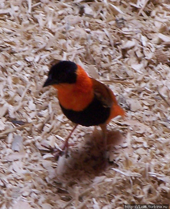 птичка невеличка птичка невеличка