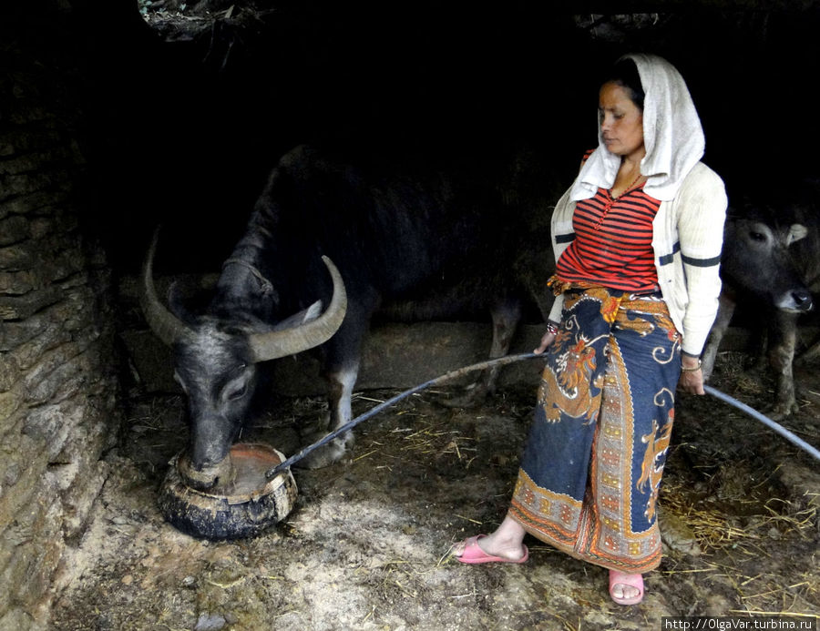 Главным делом наперво нужно накормить и напоить домашнюю скотину Гандрук, Непал