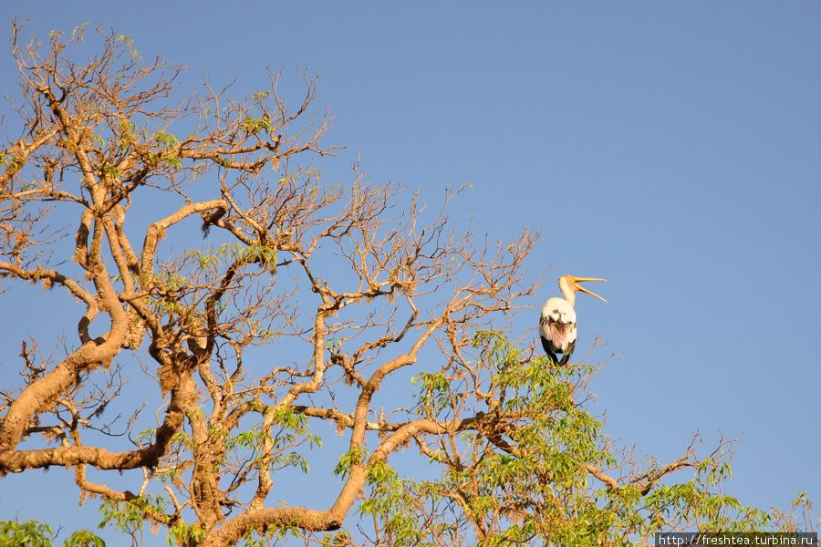 Аист-клювач приветствует солнце на верхушке одного из характерных для саванно-бушевой зоны деревьев — с зонтичной Шри-Ланка