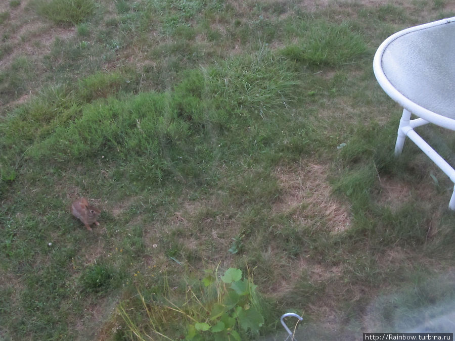 Зайчик Норт-Адамс, CША Зайчик Норт-Адамс, CША