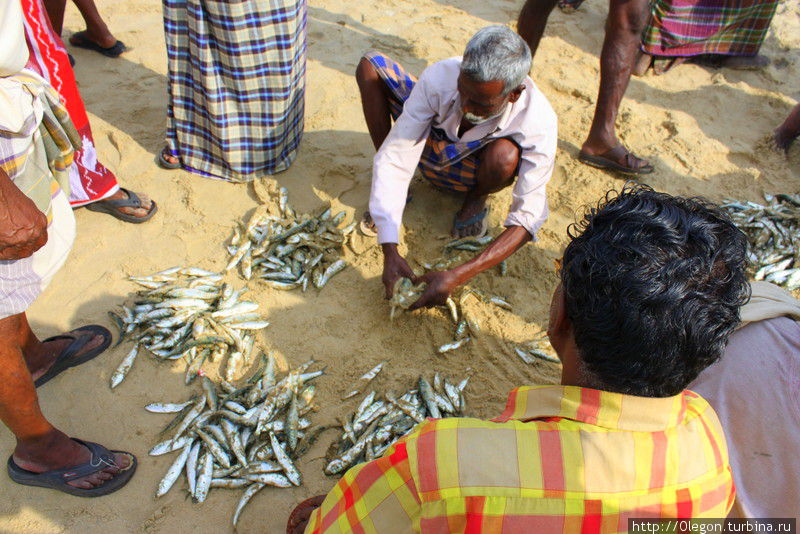 Рыбу перебирают прямо на песке Варкала, Индия