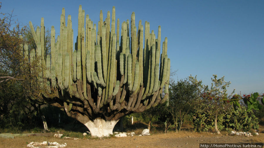 Долина кактусов Пуэбла, Мексика