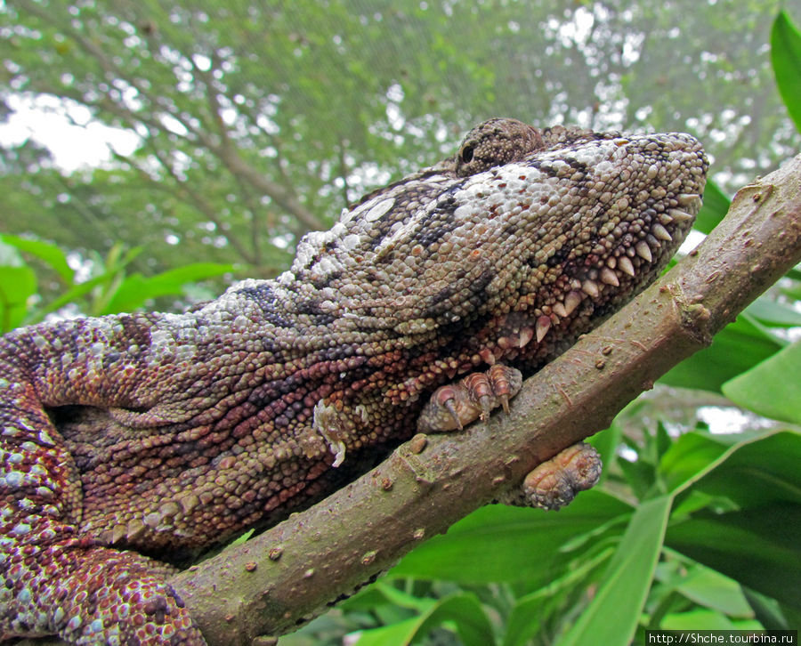 А чем не крокодил? Мураманга, Мадагаскар