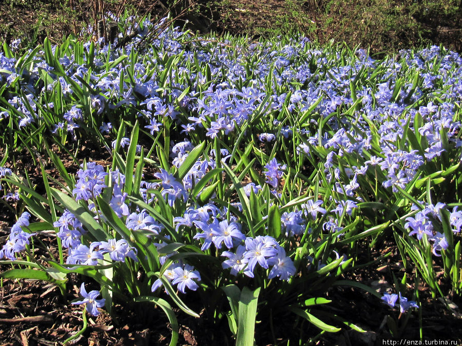 Ботанический сад Осло Осло, Норвегия Ботанический сад Осло Осло, Норвегия