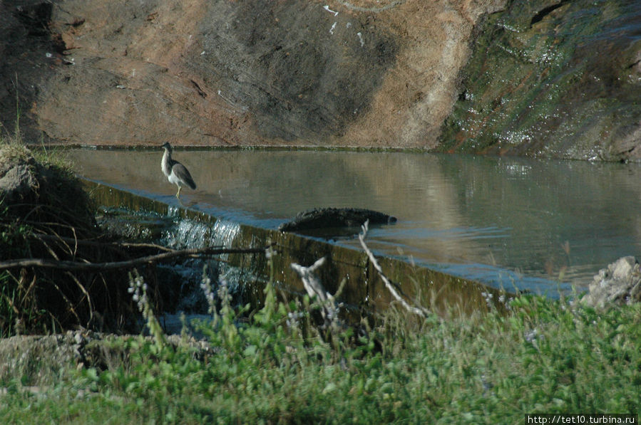 Крокодил Гена у себя дома. Элла, Шри-Ланка