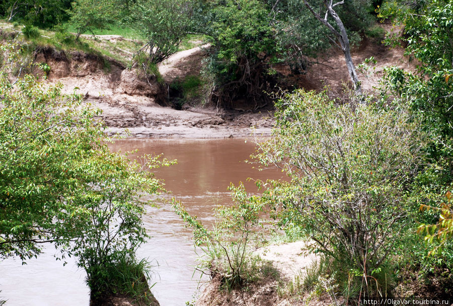 Вот знаменитое место переправы полчищ антилоп, знакомое по многим фильмам. Спуск очень скользкий, словно отполированный. Ежегодно через реку Мара мигрируют 1,5 миллиона антилоп гну, 200 тысяч зебр и 350 тысяч газелей. И если вожак выберет неправильное место, где крутые берега, то за его ошибку может поплатиться всё стадо Масаи-Мара Национальный Парк, Кения
