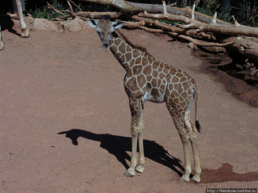 Маленький жирафенок. Колорадо-Спрингс, CША