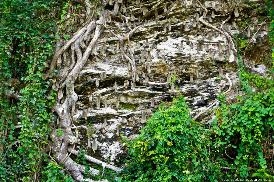 Осиные гнезда Тринидад, Куба