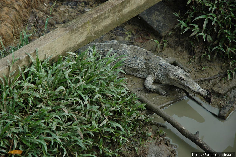 Вообще крокодил – питомец неприхотливый. Выгуливать его не надо, а кормить следует раз в неделю. Рептилия предпочитает рыбу, но как утверждают аборигены, ее можно приучить есть даже пончики. Папуа, Индонезия