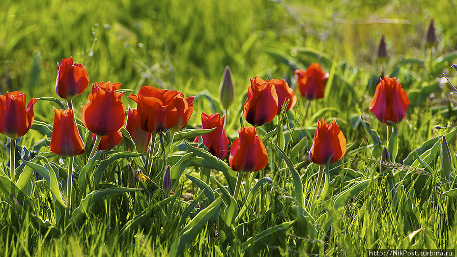 Тюльпаны Грейга (Tulipa greigii) в горах Каратау. Этот один из самых красивых и крупных видов дикорастущих казахстанских тюльпанов благодаря труду голландских селекционеров стал родоначальником целого ряда великолепных культурных сортов. Тараз, Казахстан