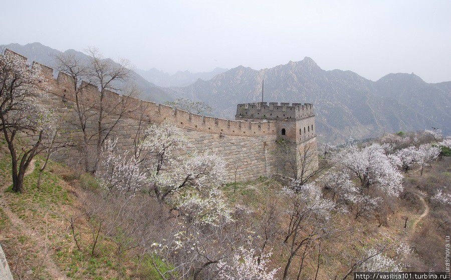 Великая Китайская стена в пору цветения яблонь Пекин, Китай