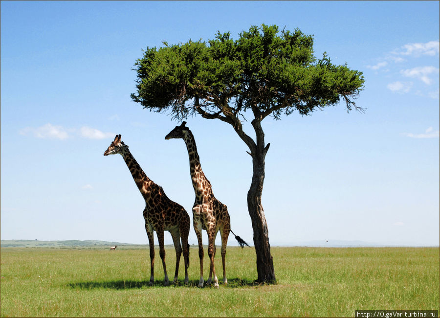 Найти спасительную тень… Масаи-Мара Национальный Парк, Кения