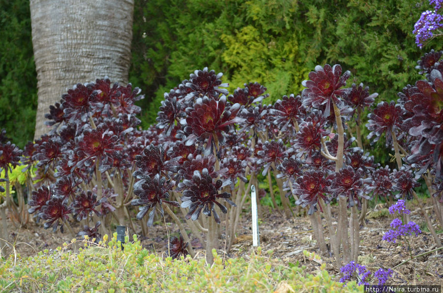 Цветы из тропическиго сада , город Бланес, Коста Брава Цветы из тропическиго сада , город Бланес, Коста Брава