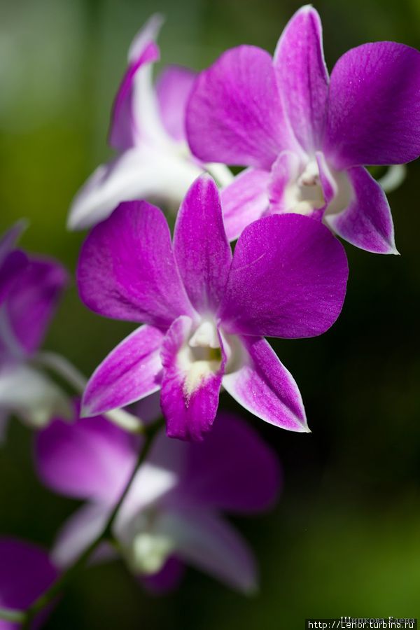 Сад орхидей на Бали Бали, Индонезия