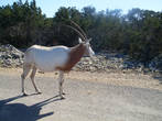 Газель Scimitar Oryx