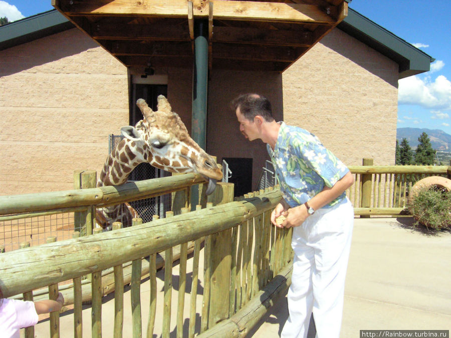 Пообщаться  с жирафами Колорадо-Спрингс, CША