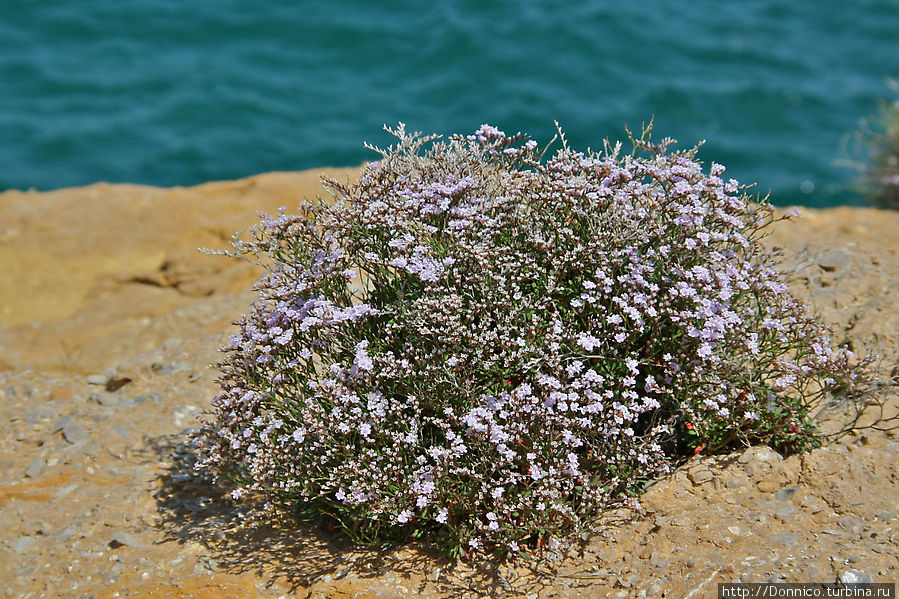 цветы растут прямо на краю высоких обрывов и некоторые из них даже стараются копировать цвет моря... Са-Риера, Испания