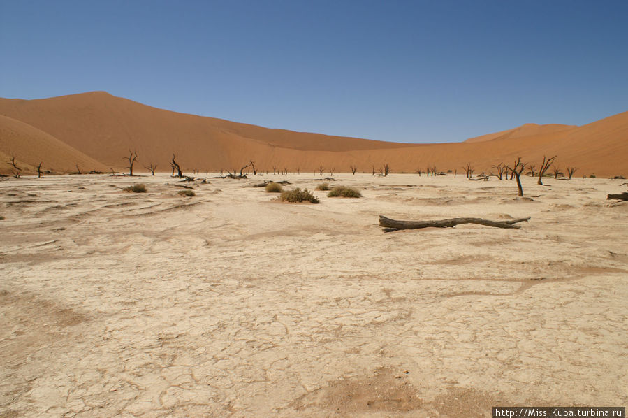 Весна в ноябре. Пустыня Намиб. По следам спрингбока