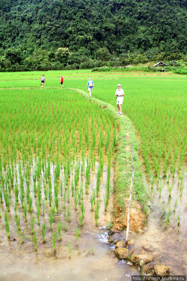 Тропа через рисовую плантацию Ванвьенг, Лаос