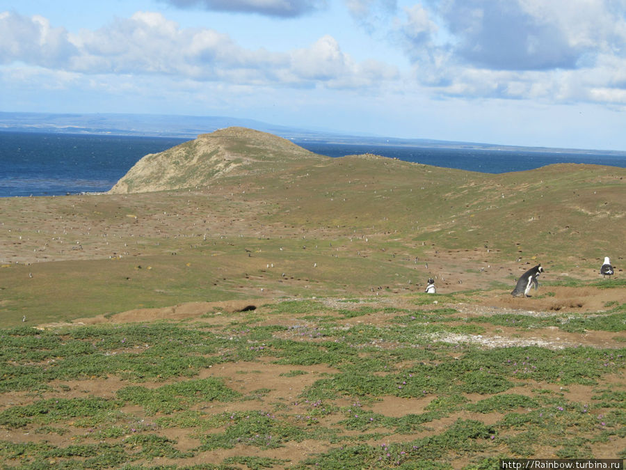 Общий вид на остров  и на Магелланов пролив от маяка. Видите эти мелкие белые точки — это все пигвины Остров Магдалена, Чили