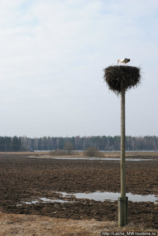 Журавль Вентспилс, Латвия